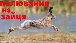 Полювання на зайця 2019. Ходив сам підняв багато зайця...