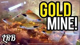 EASY Method To Breeding These RARE Aquarium Fish | Dawkinsia Assimilis Barbs