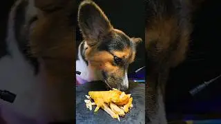 ASMR Mukbang Chicken 🍗 Corgi Dog Eating 2 🐕 #asmr #dog #corgi #mukbang #eating