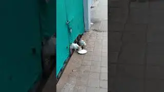 Cats in Abandoned Shop