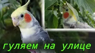 Попугай корелла гуляет на улице!Корелла Гучи в шлейке!Прогулянка з папугою на дворі