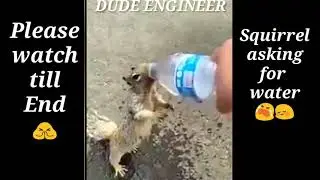 Squirrel asking for WATER 😭😳!! This will Melt your heart 😢😭!!