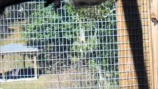 One-Eyed Squirrel Rehabilitated