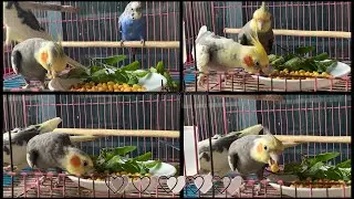 | Bird food routine | Vlog|