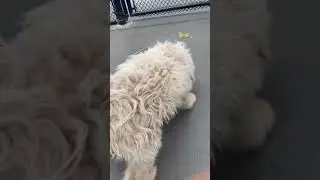 The sgoof