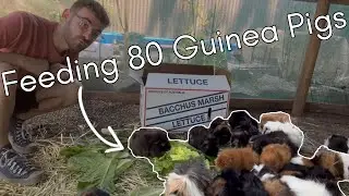 Everything I get in Bulk For My 80 Guinea Pigs