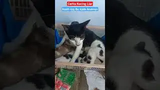 Cerita Kucing Liar : Kasih sayang Ibu Kepada Anak-anaknya