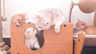 Mother cat and her five kittens gathered together to play cutely.