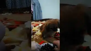 Сара любит черешню