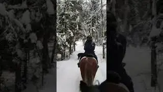 Катание на лошадях. Отдых в Подмосковье