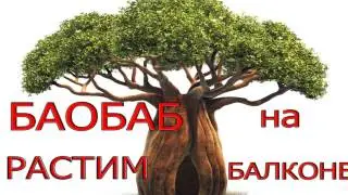 как вырастить баобаб дома