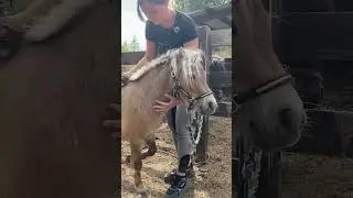 А вы стрижете своих коней?)