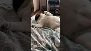 Шифа лучший мопс 