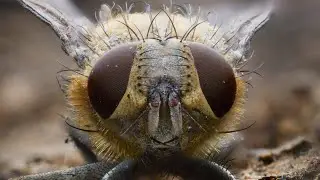 Macro photography focus stacking