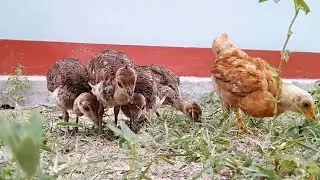 Peachicks - Month Old #peacock #peachick