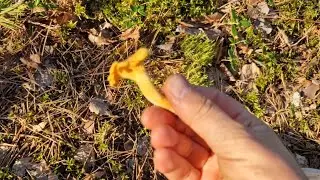 в #лес по #грибы #грибалка#колпак (попка)