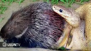 Reckless To Prey Porcupine, This Is The Unlucky Fate That Pythons Experience Afterwards.