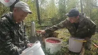 сбор брусники на вырубках#лёгкий способ сбора брусники