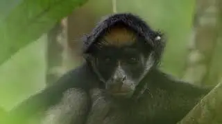 National Geographic HD , дикая природа в хорошем качестве , животные , леса , горы , реки .