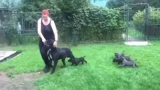 Папа кане корсо Кинг занимается дрессировкой  в присутствии щенков!