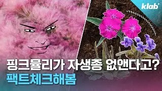 핑크뮬리, 진짜 우리 생태계에 유해할까? 직접 실험한 교수님 의견 직접 물어봄｜크랩