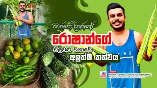 රොෂාන්ගේ එළවළු වගාවේ අලුත්ම තත්වය | Roshan Fernando Official