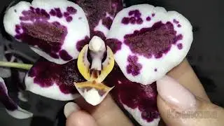 Цветение орхидеи Golden Peoker Bl (Голоден пеокер)