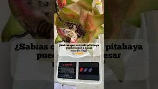 La fruta del dragon es planta cactácea nos regala no solo sabor, sino un espectáculo visual.  💚