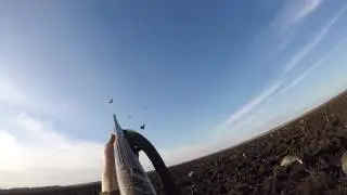 Охота на гуся 2017 ( весна )