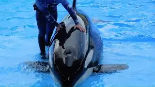 Shocking Accidents at Zoos and Parks