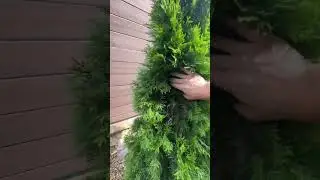 Шаровидные туи🌳
