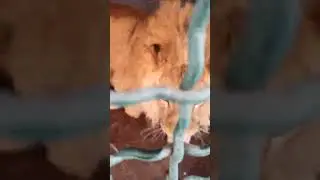 Лев пытался сбежать 😂😍🦁❤