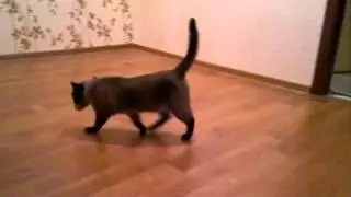 Кото-пес знает своё дело. Приносит мячик