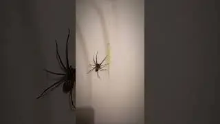 The Big Boi huge spider is back! 