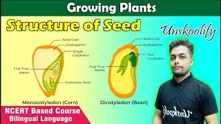 Seed । Structure of Seed  | Types of Seed  Growing Plant 
