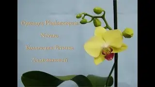 Желтая ОРХИДЕЯ фаленопсис NOVARA зацветает впервые!!!