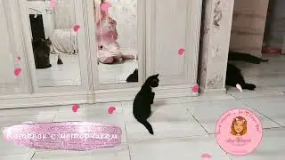 💓 Маленький заведённый котёнок 😻😽