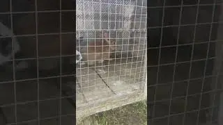 Шпили Вили Трали Вали