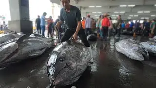 Monster Catch! 355 KG Giant Bluefin Tuna Filleted Like Butter!