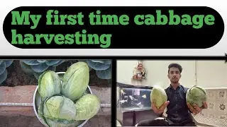 My first time organic cabbage farming. | Terrace Organice cabbage