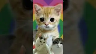 La la la la la#cat#edit#rainbow#heart#kitty