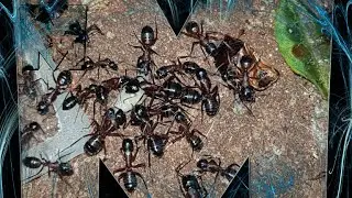 Przed-zimie u Camponotus ligniperda