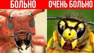 10 НАСЕКОМЫХ С САМЫМИ БОЛЮЧИМИ УКУСАМИ!