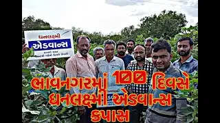 ભાવનગરમાં 100 દિવસે ધનલક્ષ્મી એડવાન્સ કપાસ