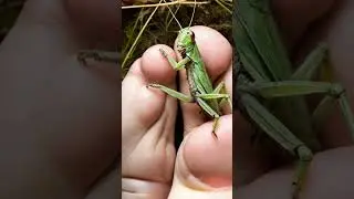 A Grasshopper and A Nephilim | #enoch #giants