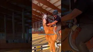 The very first oxer jump with Fiabesco 🐴 - the road to the first show jumping competition 