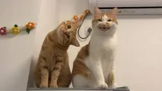 The Funniest CATS on the Planet! 🌍🤣 Funny Cat Videos