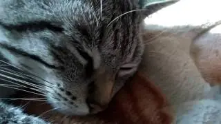 Котэ