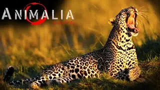 The Leopard Experience in Animalia Survival