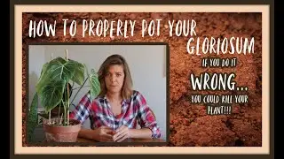 How to PROPERLY pot your Philodendron Gloriosum..There is a Wrong Way-And you could KILL your plant!